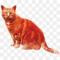 站立蹲着忧郁的红色毛发的小猫咪
