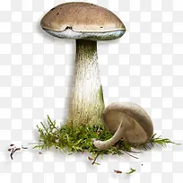 网页蘑菇素材