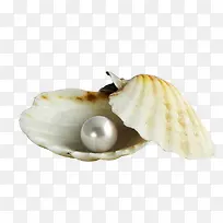 贝壳珍珠素材