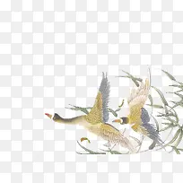 展翅飞翔的鸟图片