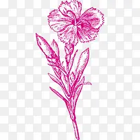 植物手绘风格矢量康乃馨