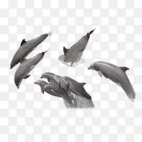 各种海豚合集