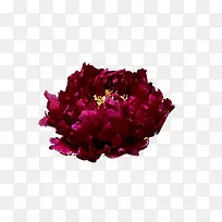 深紫色国花牡丹