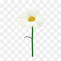 白色菊花矢量图
