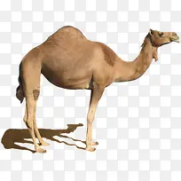 骆驼实物图