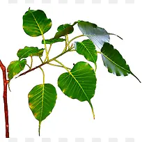菩提树的叶子