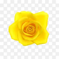 黄玫瑰高清图片
