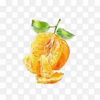 被剥开的带叶柑橘手绘图