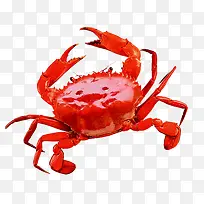 煮熟的红色大闸蟹