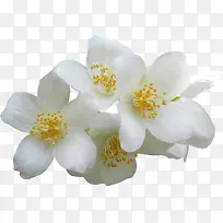 白色金秋桂花