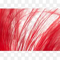 红色的羽毛素材图片