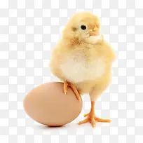 小鸡鸡爪踩在鸡蛋上