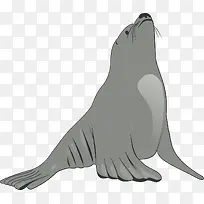 灰色的海狮