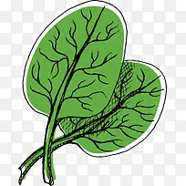 矢量手绘薄荷叶素材
