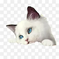 卡通蓝眼睛猫咪