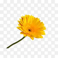 黄色的太阳花