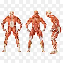 三面人体肌肉组图