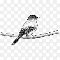 矢量手绘树枝上的小鸟