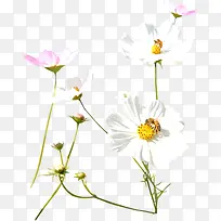春天粉白色装饰花朵