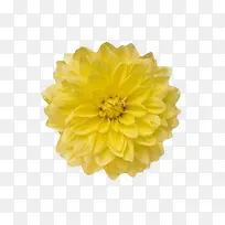 黄色有观赏性盛开的一朵大花实物