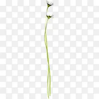 白花一支白色花朵装饰