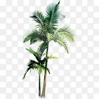 高耸椰子树