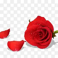 免抠透明红色玫瑰花
