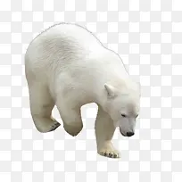 免扣动物北极熊
