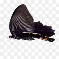 黑蝴蝶