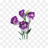 紫白色花朵