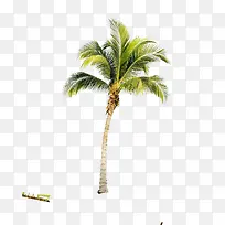椰子树效果海报图片