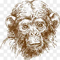 素描可爱猿猴