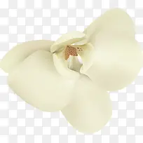 唯美白色花朵