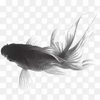 水墨画游动的鱼