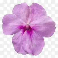 紫色有观赏性蝴蝶兰一朵大花实物