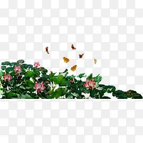 荷花引蝶