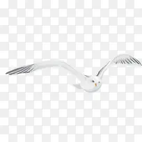 白色手绘海鸥装饰图案
