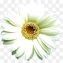 高清夏日白色向日葵花朵