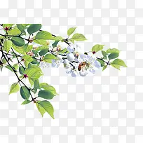 春季绿色树叶白色花朵