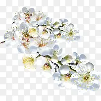 白色盛开梅花