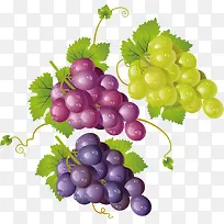 矢量图水彩美味葡萄