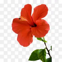 红色植物带花芯的一朵大花实物