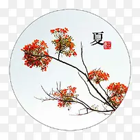 夏季凤凰花