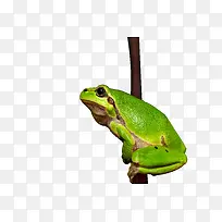 树蛙-树枝上的树蛙