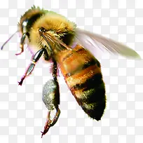高清摄影雄壮的蜜蜂