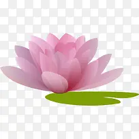 粉色荷花