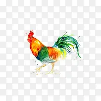 水彩画动物鸡
