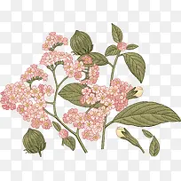 粉色手绘的花朵和绿叶