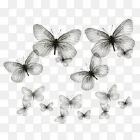 一群舞动的蝴蝶