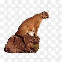 岩石上的豹子